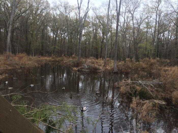 Guided North Texas Duck Hunt - Image 6