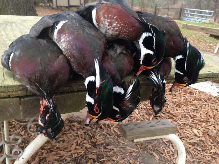 Guided North Texas Duck Hunt - Image 7