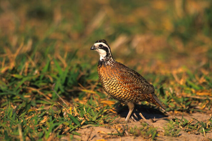 North Texas Quail Hunts - Image 2