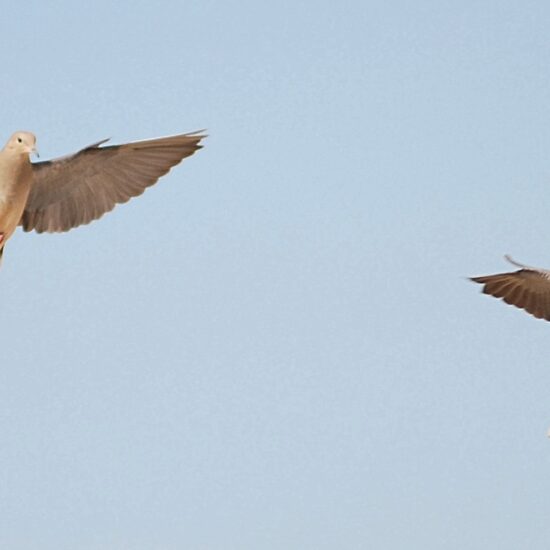 Corporate/Group North Texas Dove Hunt