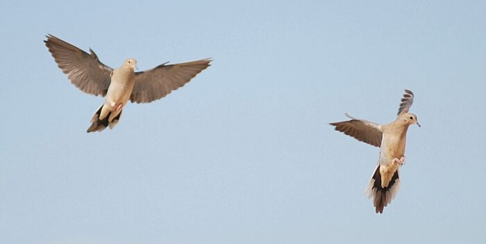 Corporate/Group North Texas Dove Hunt