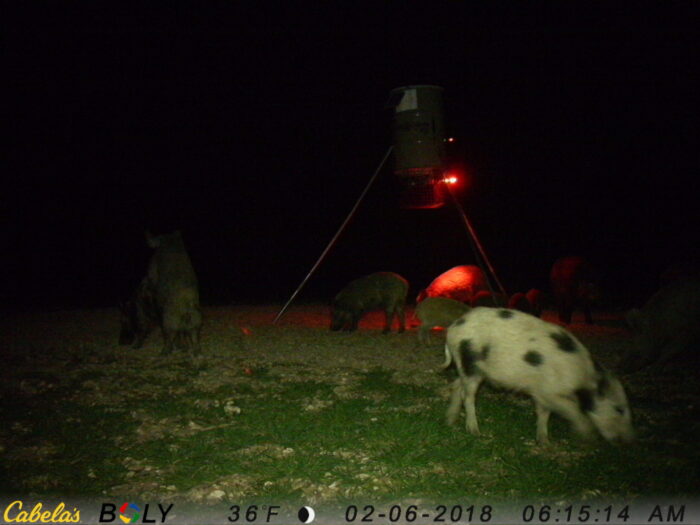 3 day 2 night North Texas Stand Hog Hunt - Image 11