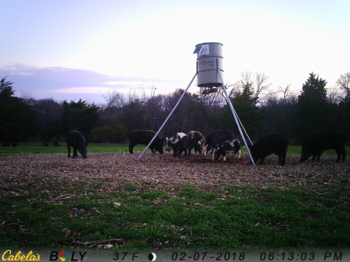 3 day 2 night North Texas Stand Hog Hunt - Image 10