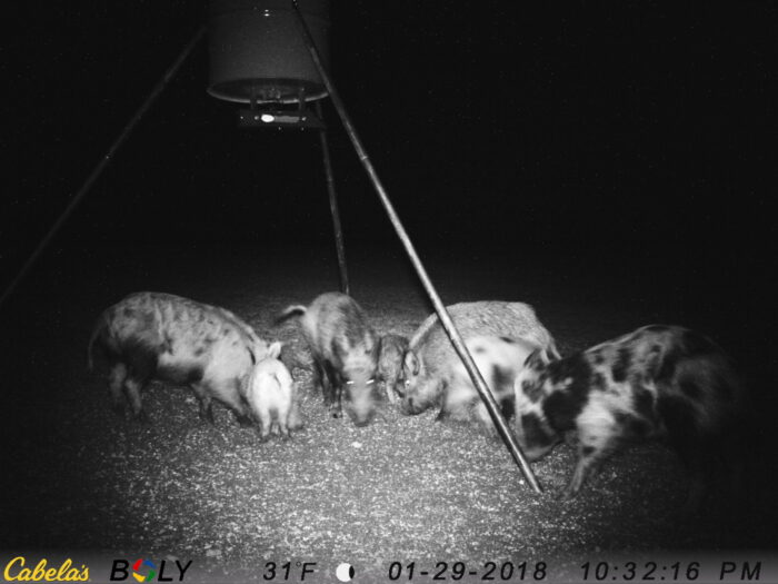 3 day 2 night North Texas Stand Hog Hunt - Image 12