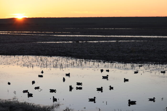 Guided North Texas Duck Hunt - Image 10