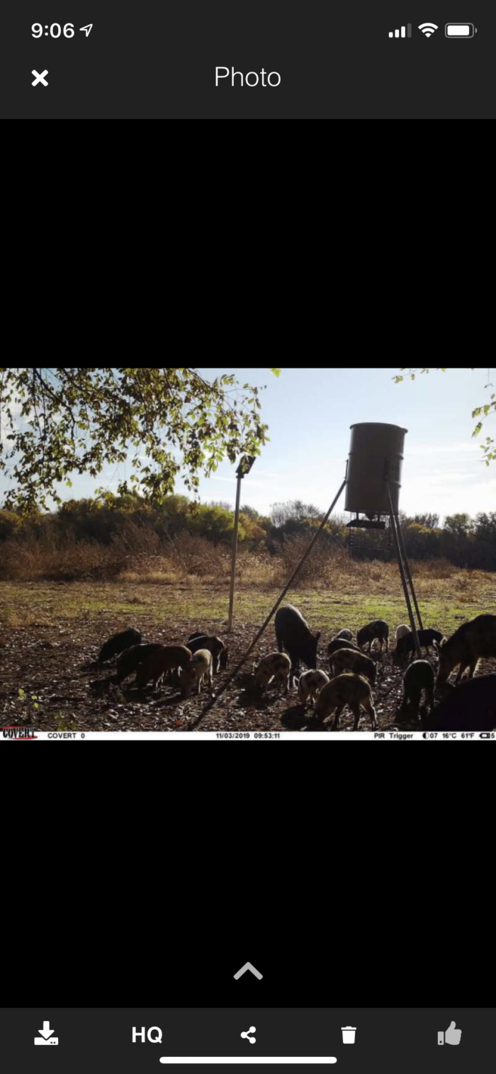 3 day 2 night North Texas Stand Hog Hunt - Image 15