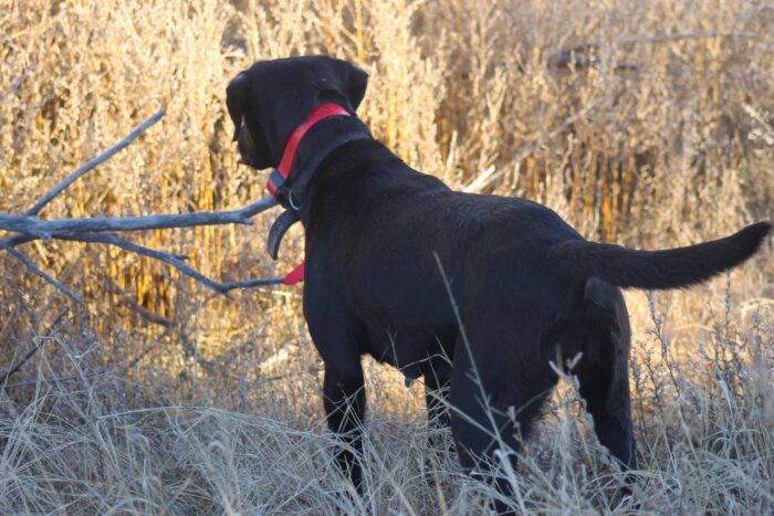 North Texas Quail Hunts - Image 24