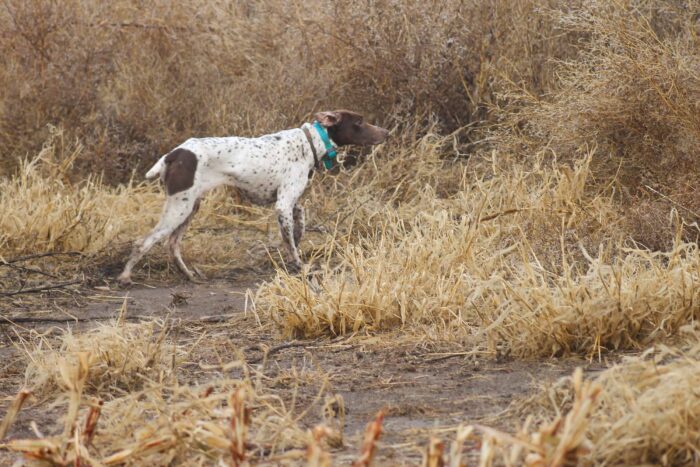 North Texas Quail Hunts - Image 25