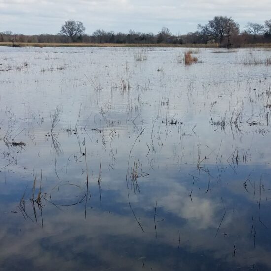 Cooper 98 Duck Lease Near Cooper, TX