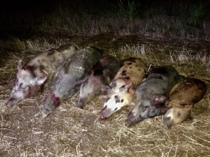 North Texas Thermal Hog Hunt - Image 5