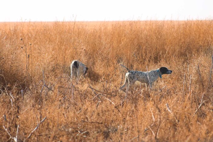 North Texas Quail Hunts - Image 23