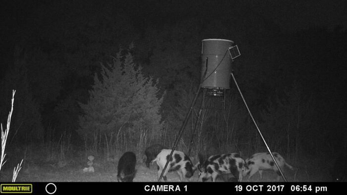 3 day 2 night North Texas Stand Hog Hunt - Image 13