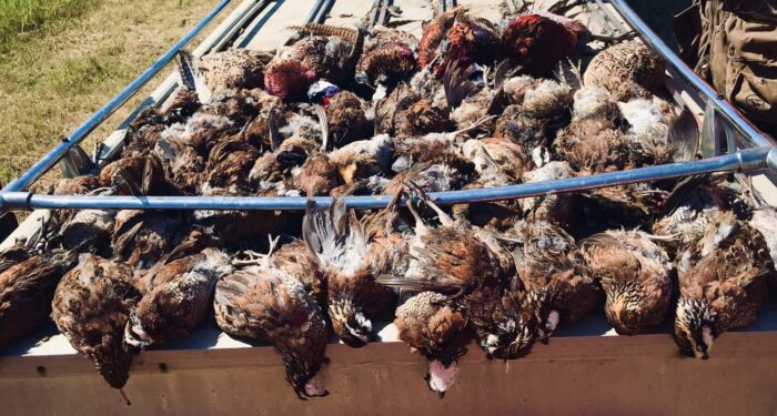 North Texas Quail Hunts - Image 8