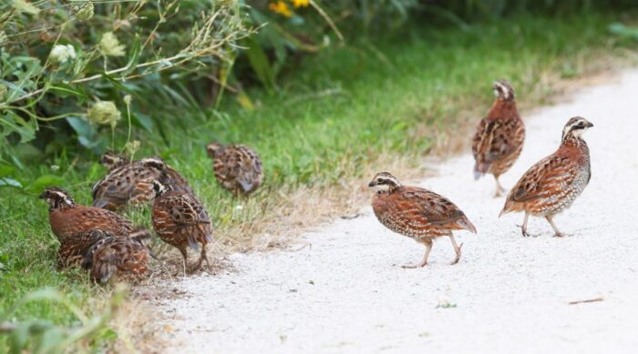 North Texas Quail Hunts - Image 4