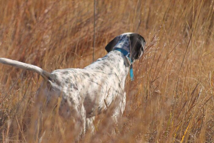 North Texas Quail Hunts - Image 3