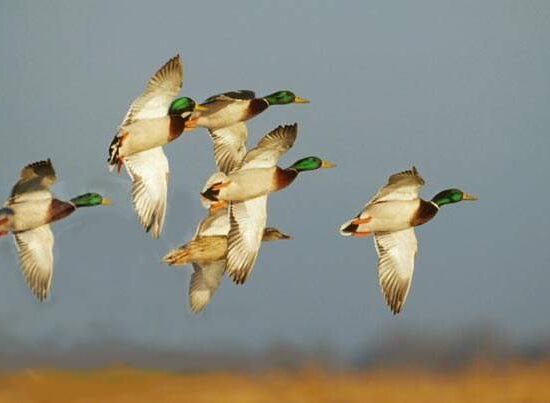 Guided North Texas Duck Hunt